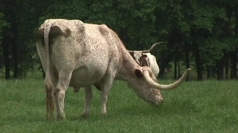 Texas longhorn cattle Stock Footage 536998