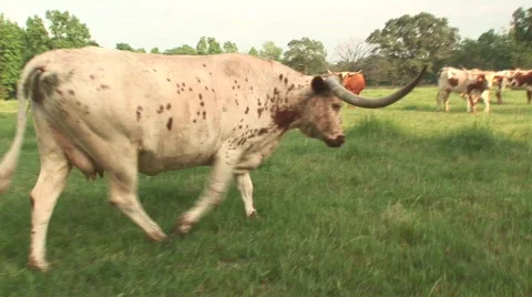 Texas longhorn cattle Video stock 537239