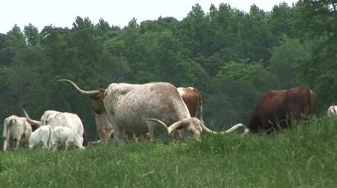Texas longhorn cattle Stock Footage