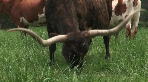 Texas longhorn cattle Stock Footage 538256