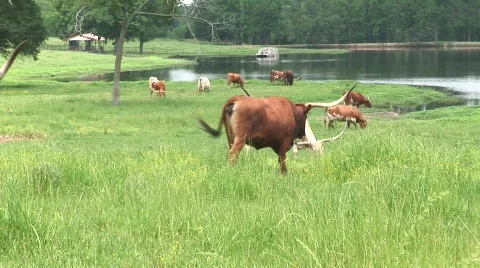 Texas longhorn cattle Stock Footage 538482