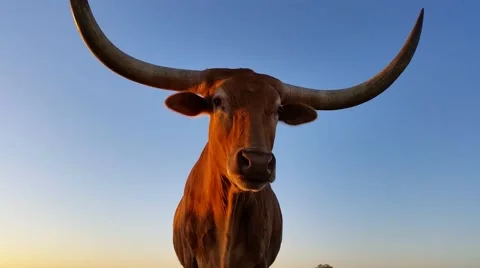 Texas Longhorn cattle Stock Footage 40574328