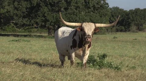 Texas Longhorn Cattle Stock Footage 60756375