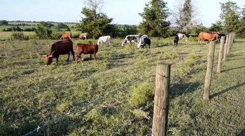 Texas Longhorn Cattle Herd Stock Footage