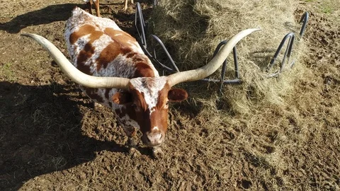 Texas Longhorn Cow 4k Stock Footage
