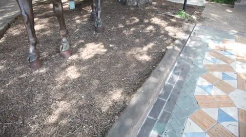 Texas Longhorn 스톡 동영상 25721328