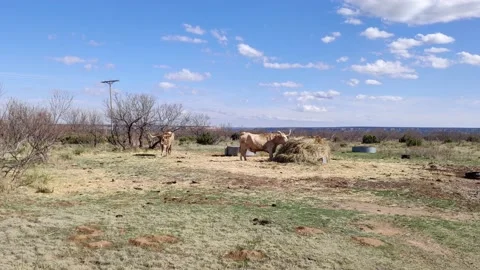Texas Longhorn Stock Footage 151322123