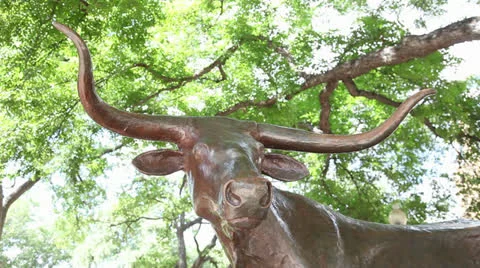 Texas Longhorn Statue Vídeo Stock 25851137