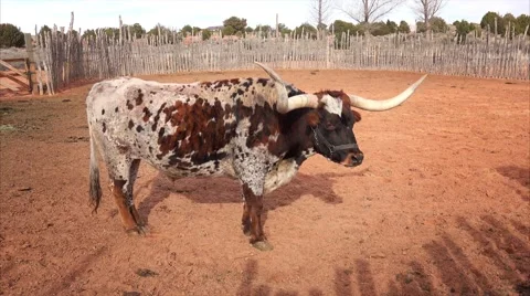 Texas Longhorn Steer at Pipe Spring National Monument Stock-Footage 60928713