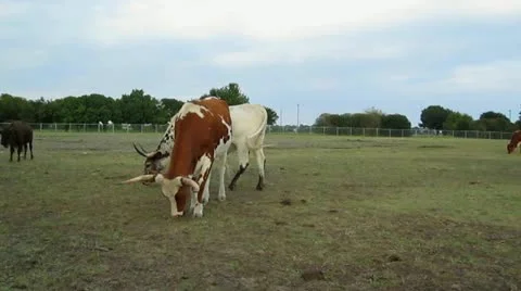 Texas Longhorns Video stock 12234875
