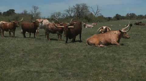 Texas Longhorns Stock Footage 37093183