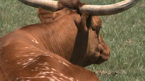 Texas Longhorns herd Stock Footage 37093015