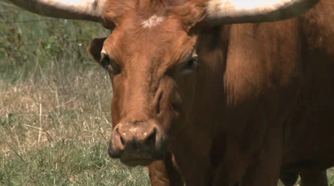 Texas Longhorns herd 库存影片 37093034