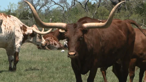 Texas Longhorns herd Stock Footage 37093068