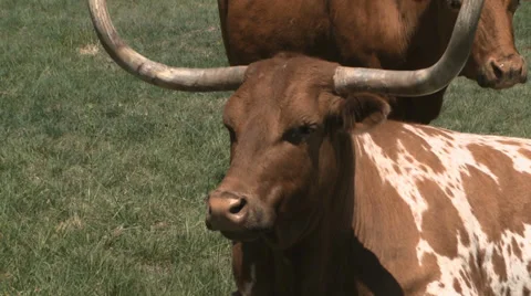 Texas Longhorns herd Stock-Footage 37093070