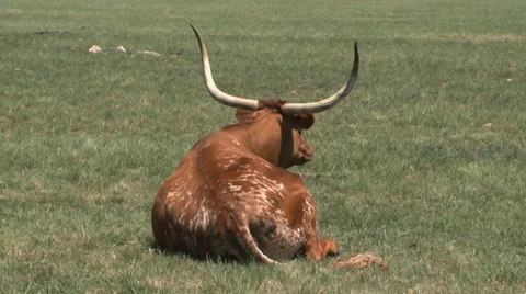 Texas Longhorns herd Vidéo 37093073