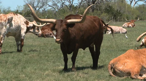 Texas Longhorns herd Stock Footage 37093075