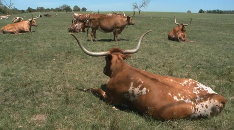 Texas Longhorns herd Video stock 37093076