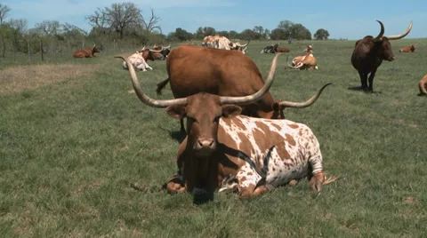 Texas Longhorns herd Video stock 37093088