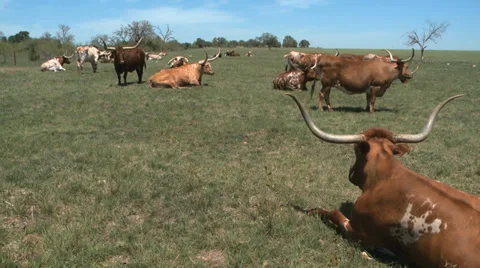 Texas Longhorns herd Video stock 37093116
