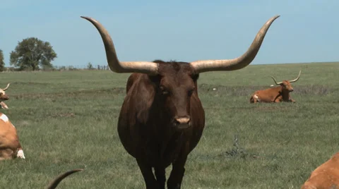 Texas Longhorns herd Stock-Footage 37093129