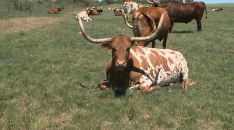 Texas Longhorns herd Stock-Footage 37093130