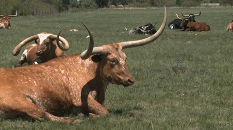 Texas Longhorns herd Vidéo 37093136