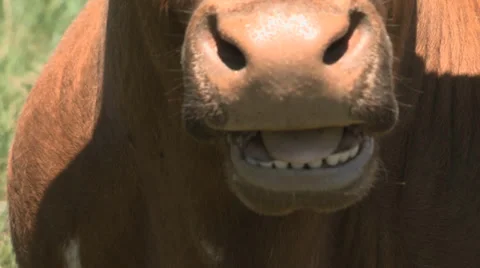 Texas Longhorns herd 库存影片 37093150