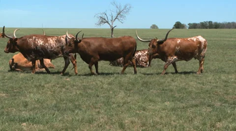 Texas Longhorns herd Stock-Footage 37093170