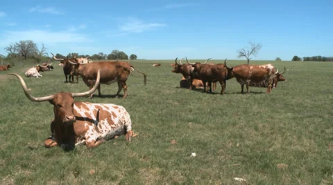 Texas Longhorns herd Stock Footage 37093171