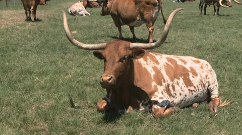 Texas Longhorns herd Видео 37093175