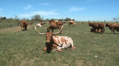 Texas Longhorns herd Stock Footage 37093178