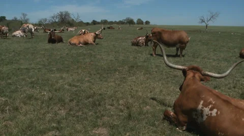 Texas Longhorns herd Stock Footage 37093180