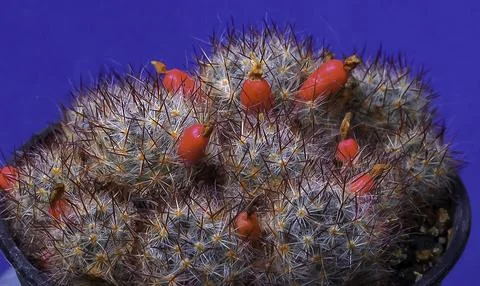 Texas nipple cactus (Mammillaria prolifera v. texana), cactus with ripe red.. Stock Photos