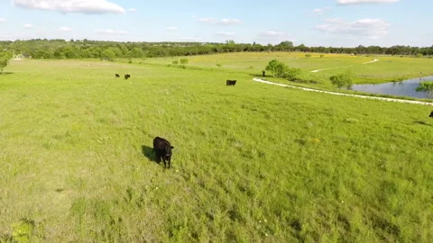 Texas Open Range with Grazing Cattle Flyover Video stock 145563304