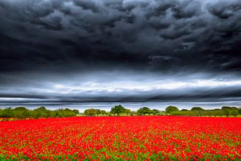 Texas Poppy Fields Stock Photos