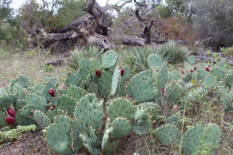 Texas Prickly Pears Stock Photos