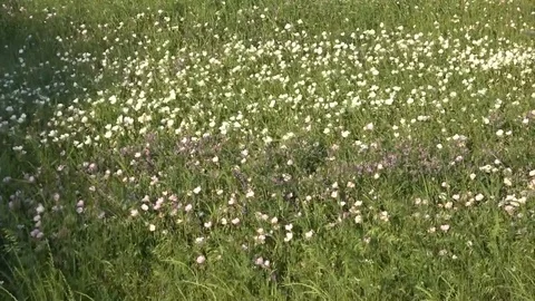 Texas Primroses Stock Footage 93971546