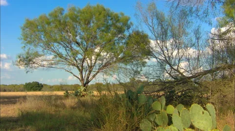 Texas Ranch Scenic Vídeo Stock 45554691