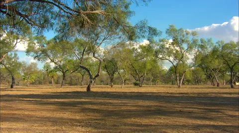 Texas Ranch Trees Stock Footage 45553944