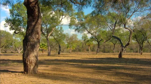 Texas Ranch Trees Pan 動画素材 45554478