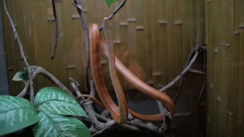 Texas rat snake and turtle in terrarium (Elaphe obsoleta lindheimeri) Stock Footage 99615999