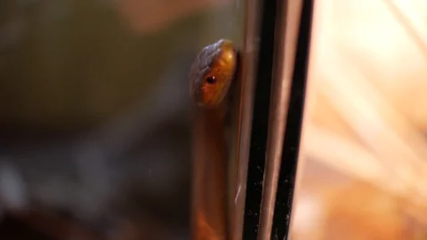 Texas rat snake and turtle in terrarium (Elaphe obsoleta lindheimeri Stock Footage 99616010