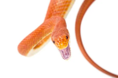 Texas rat snake attacking Stock Photos
