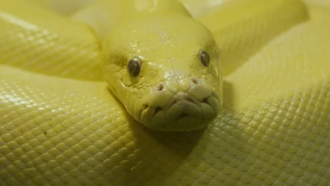 Texas rat snake isolated on a white background in studio. Close up head snake Stock Footage 230328868