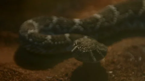 Texas rattle snake cotalus Atrox retreats Stock Footage