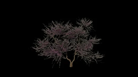 Texas Redbud Tree Stock Footage 88434390