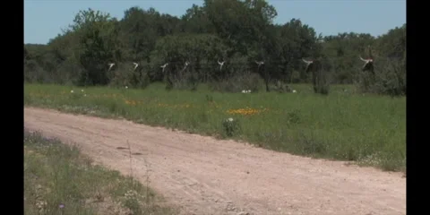 Texas Road Stock Footage 306533806