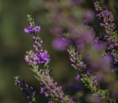 Texas Sage Foto stock