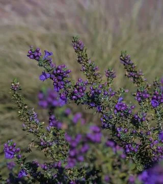 Texas Sage 库存照片